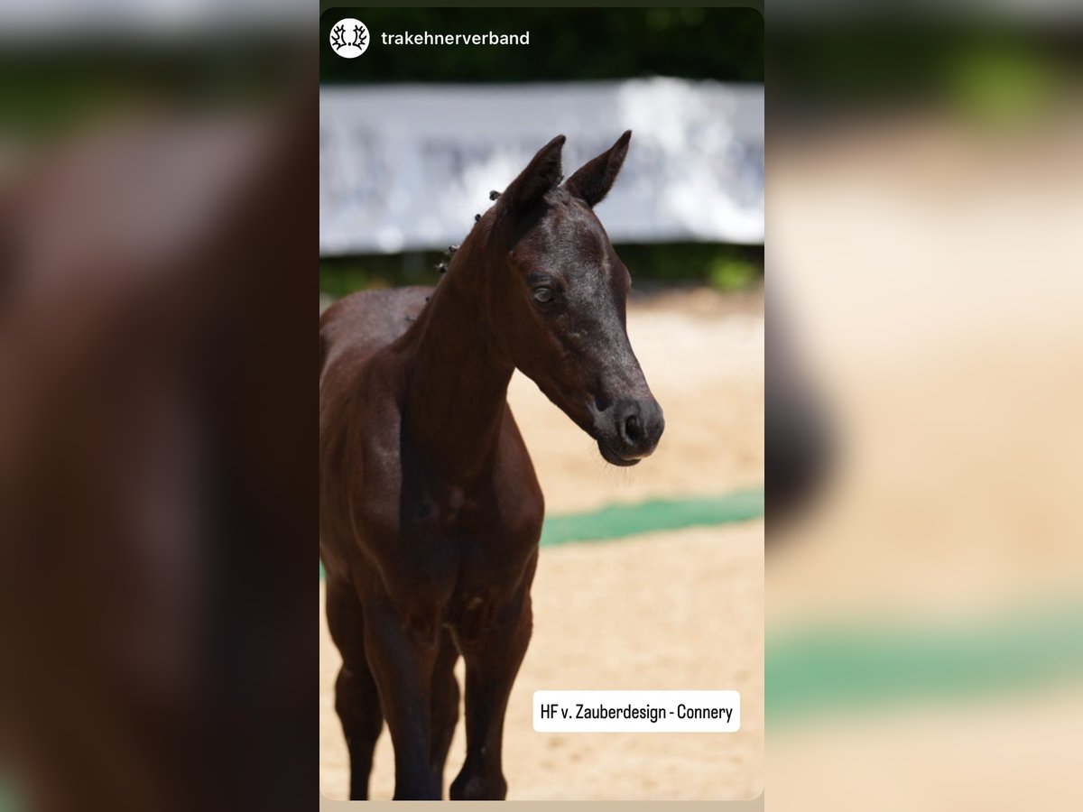 Trakehner Stallion  16,2 hh Black in Hollenbach