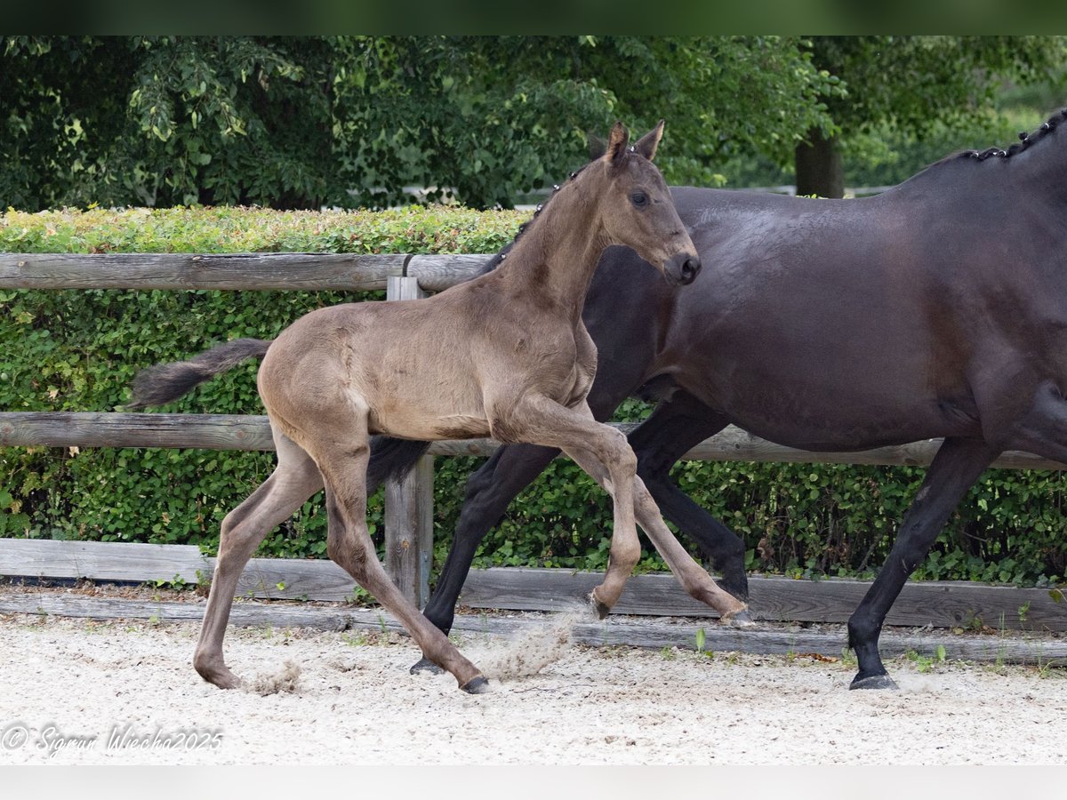 Trakehner Stallion Foal (05/2025) 16,2 hh Black in Sperenberg