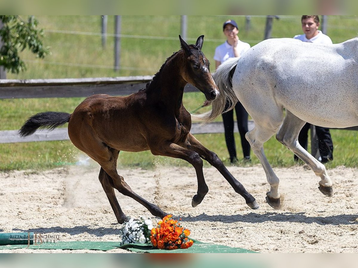 Trakehner Stallion Foal (03/2025) 16,2 hh Can be white in Gnadendorf