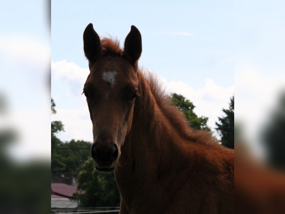 Trakehner Stallion  16,2 hh Chestnut-Red in Sperenberg