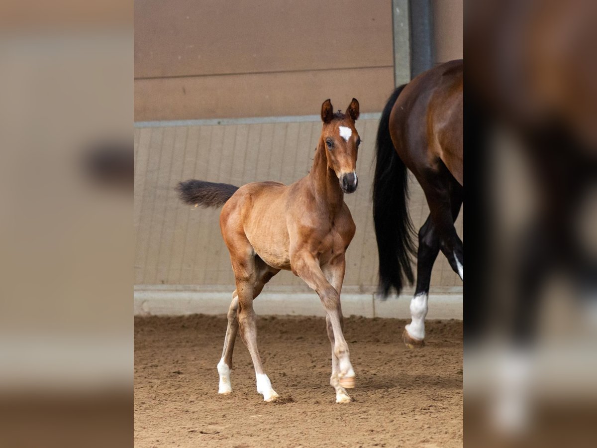 Trakehner Stallion Foal (05/2025) Bay-Dark in Houten Trakehner Stallion Foal (05/2025) Bay-Dark in Houten