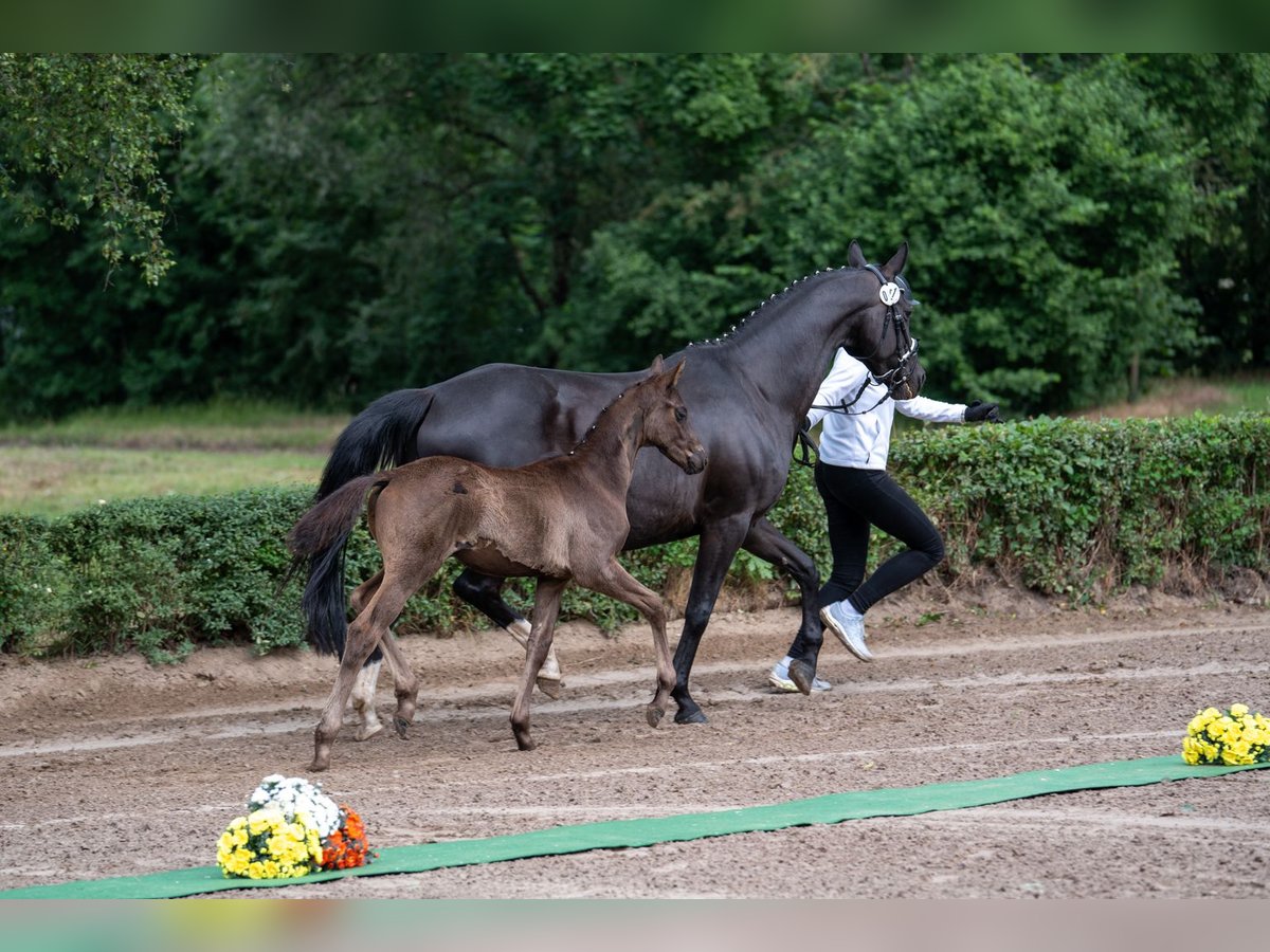 Trakehner Stallion Foal (03/2025) Black in Edemissen