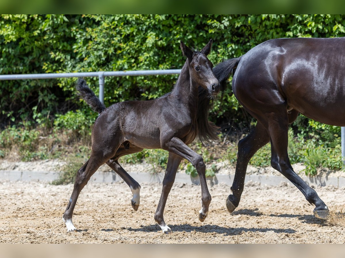 Trakehner Stallion  Black in Markt Wald