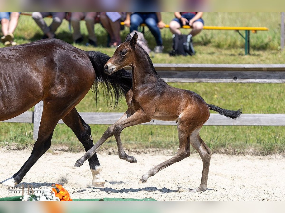 Trakehner Stallion Foal (05/2025) Brown in Feldkirchen