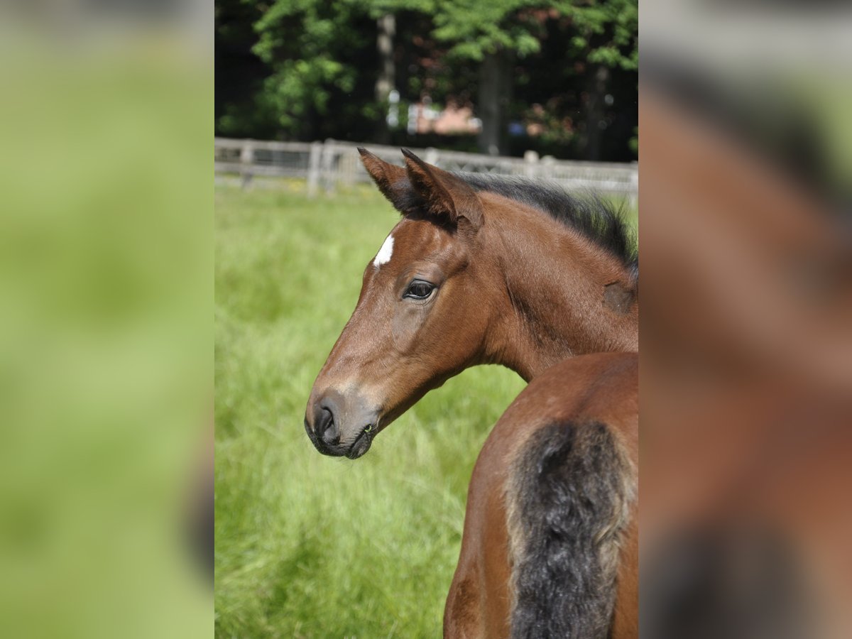 Trakehner Stallion  Brown in Walsrode