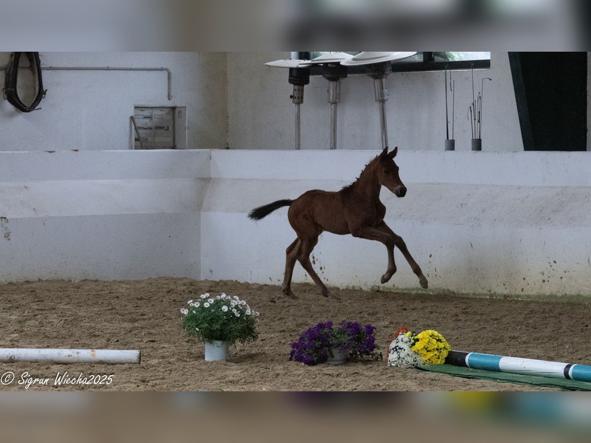 Trakehner Stallion Foal (04/2025) Brown in Bad M&#xFC;nstereifel