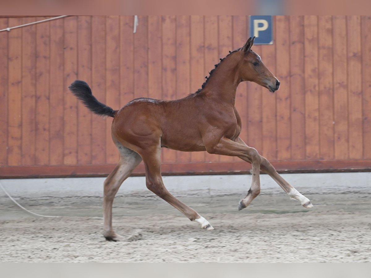 Trakehner Stallion Foal (04/2025) Brown in Stemwede