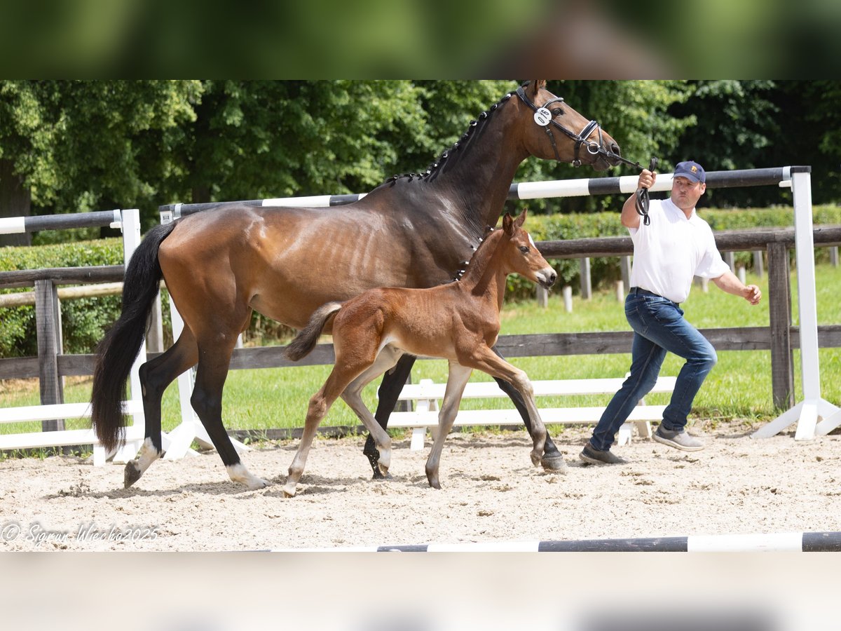 Trakehner Stallion Foal (04/2025) Brown in Schkeuditz