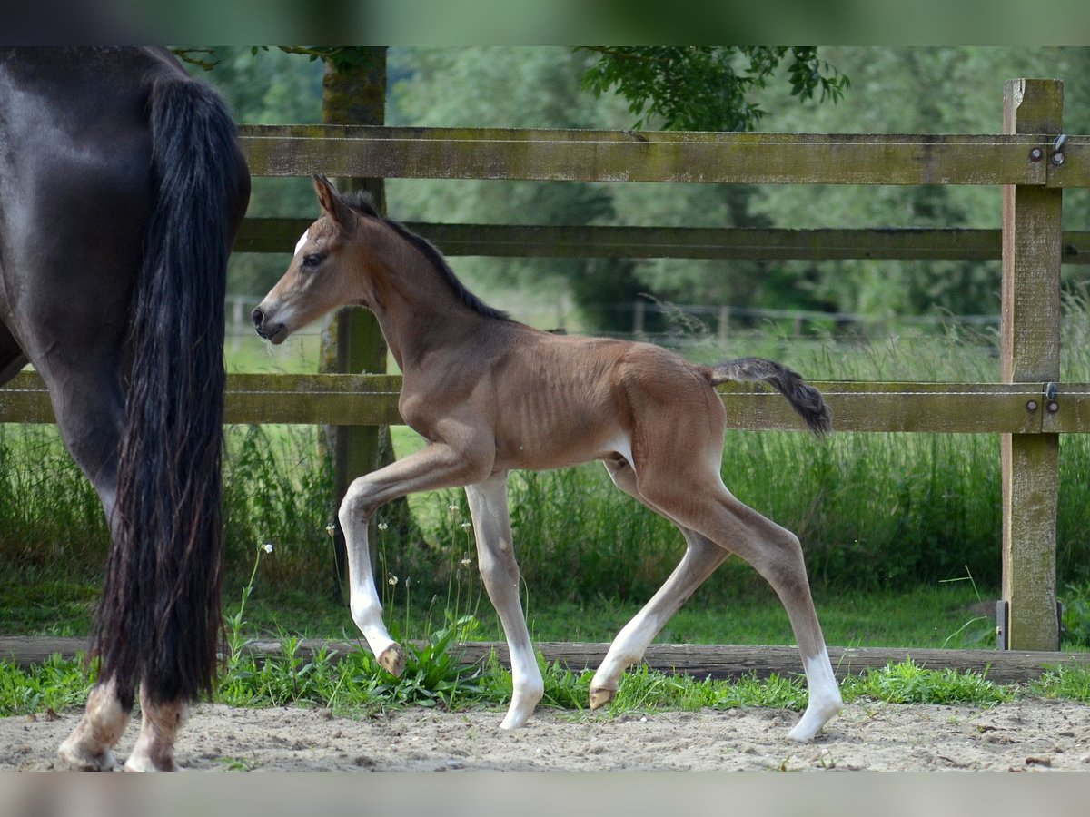 Trakehner Stallion  Brown in Bismark