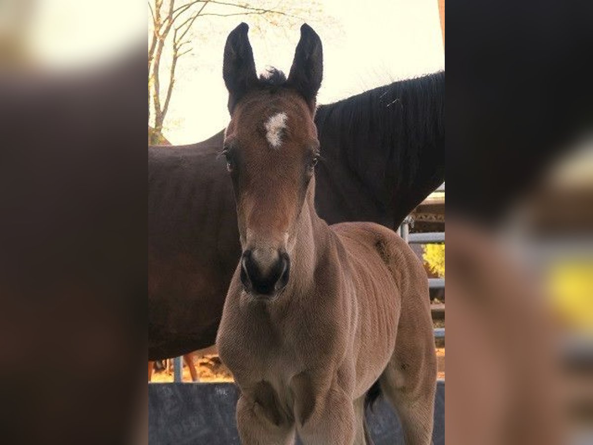 Trakehner Stallion Foal (04/2025) Brown in G&#xFC;nzburg