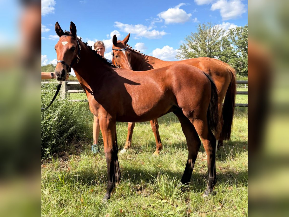 Trakehner, Stallion in Mockrehna