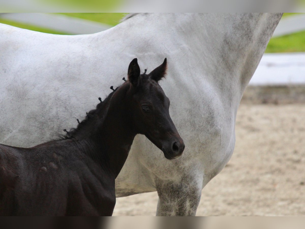 Trakehner Stallion Foal (06/2025) Can be white in Behrensdorf