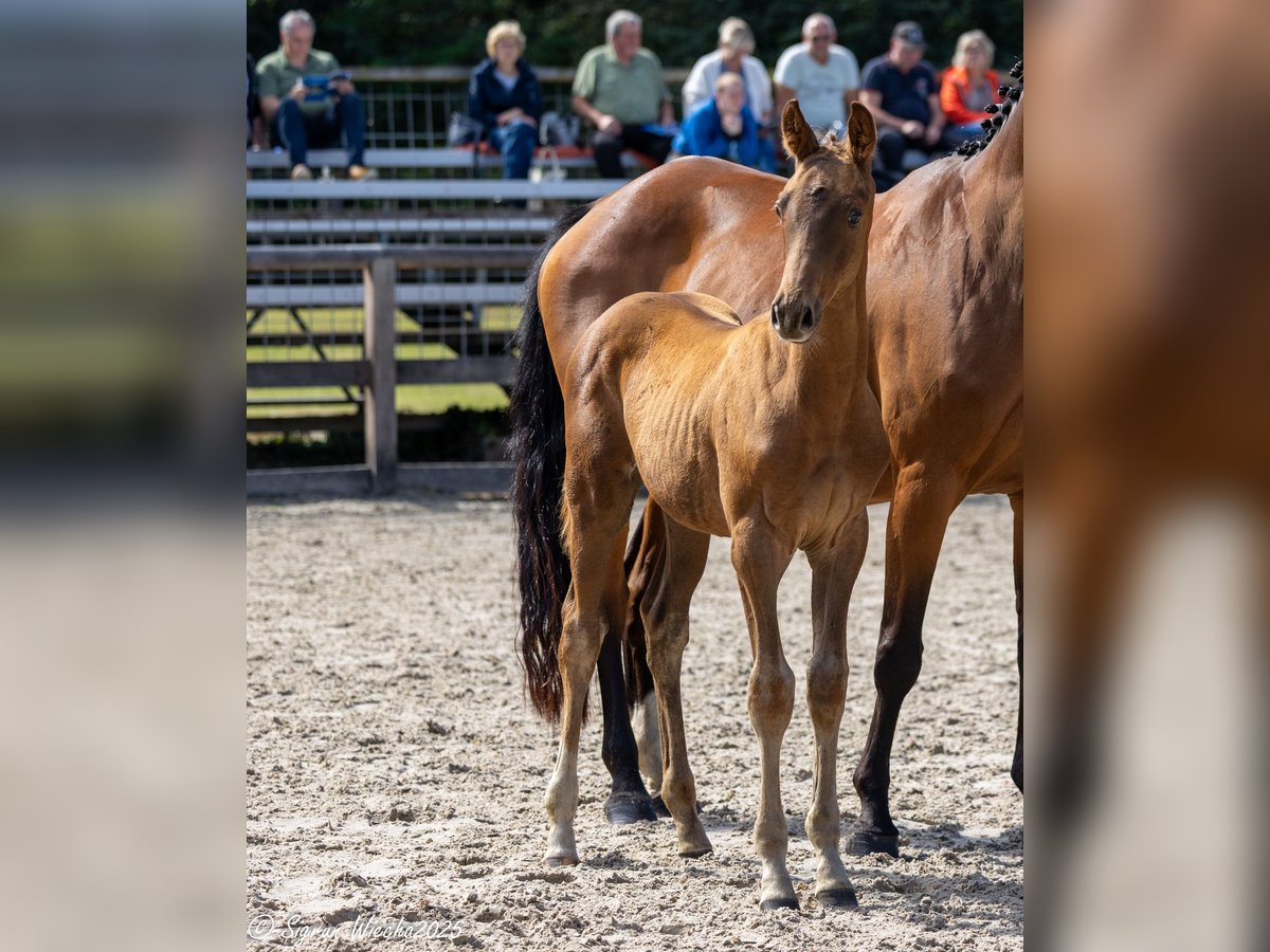 Trakehner Stallion Foal (05/2025) Chestnut in Klingenberg, Colmnitz