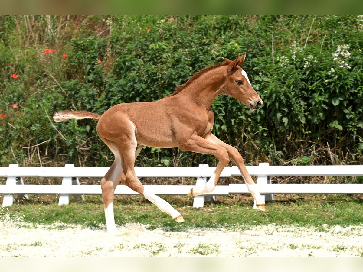 Trakehner Stallion Foal (05/2025) Chestnut-Red in Bismark