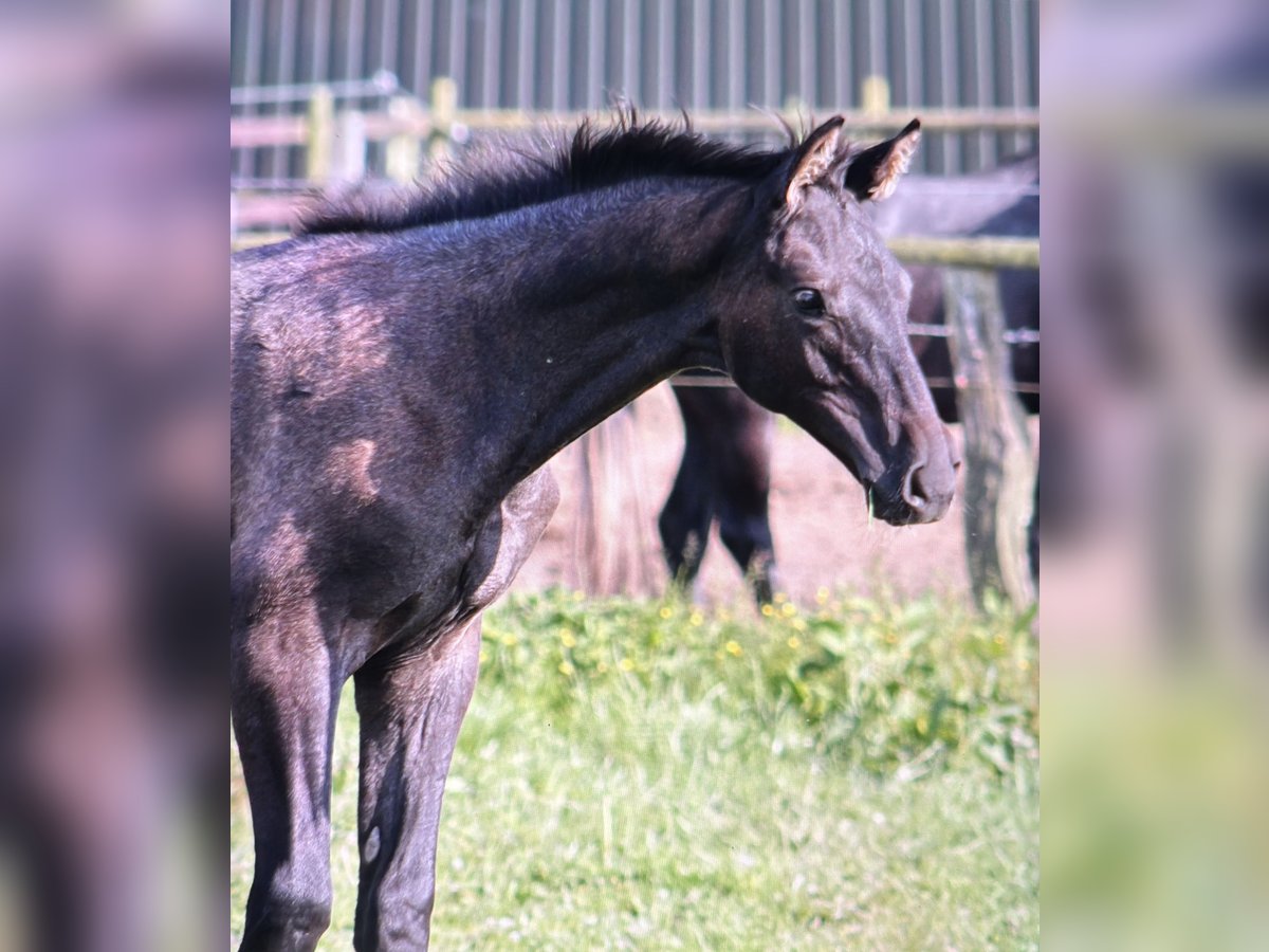 Trakehner Stallion  Gray-Dark-Tan in Bargteheide