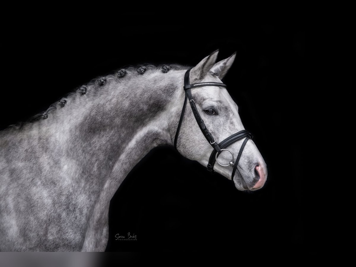 Trakehner Stallion Gray in Aukrug