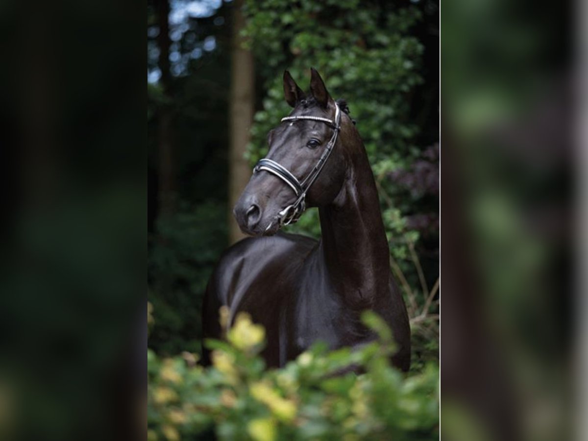 Trakehner Stallion Smoky-Black in Umpfenbach