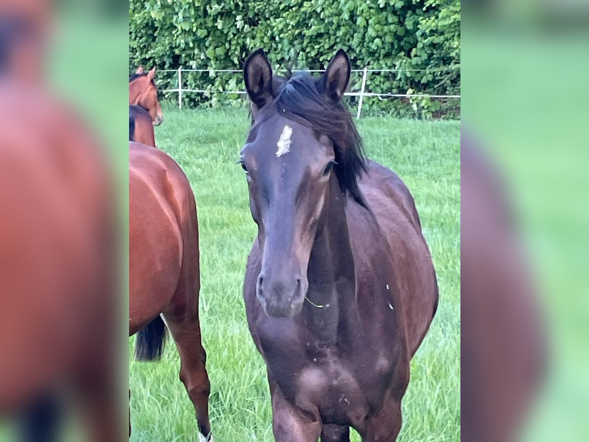 Trakehner Stallone 1 Anno 168 cm Baio nero in Kleve