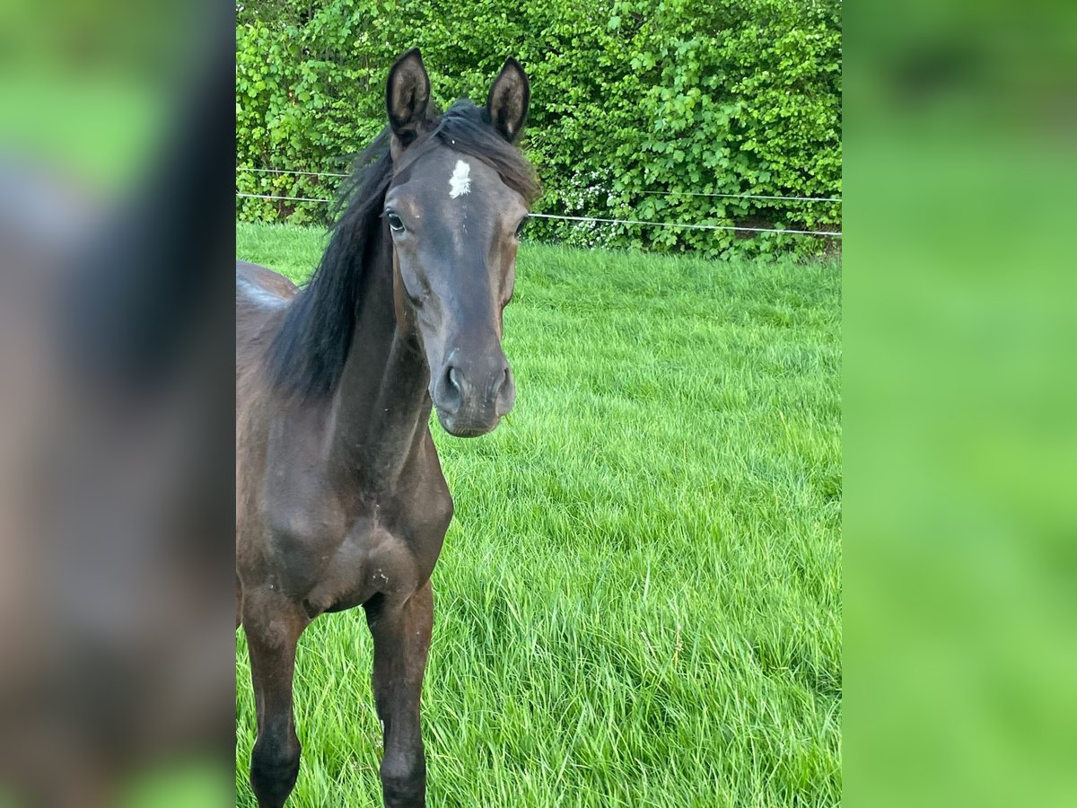 Trakehner Stallone 1 Anno 168 cm Baio nero in Kleve