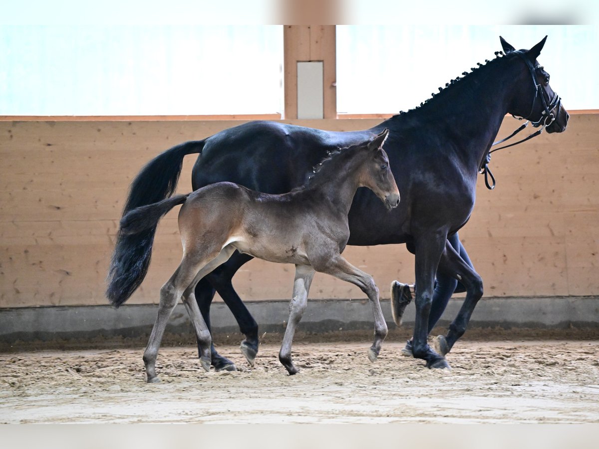 Trakehner Stallone 1 Anno in Ladenthin