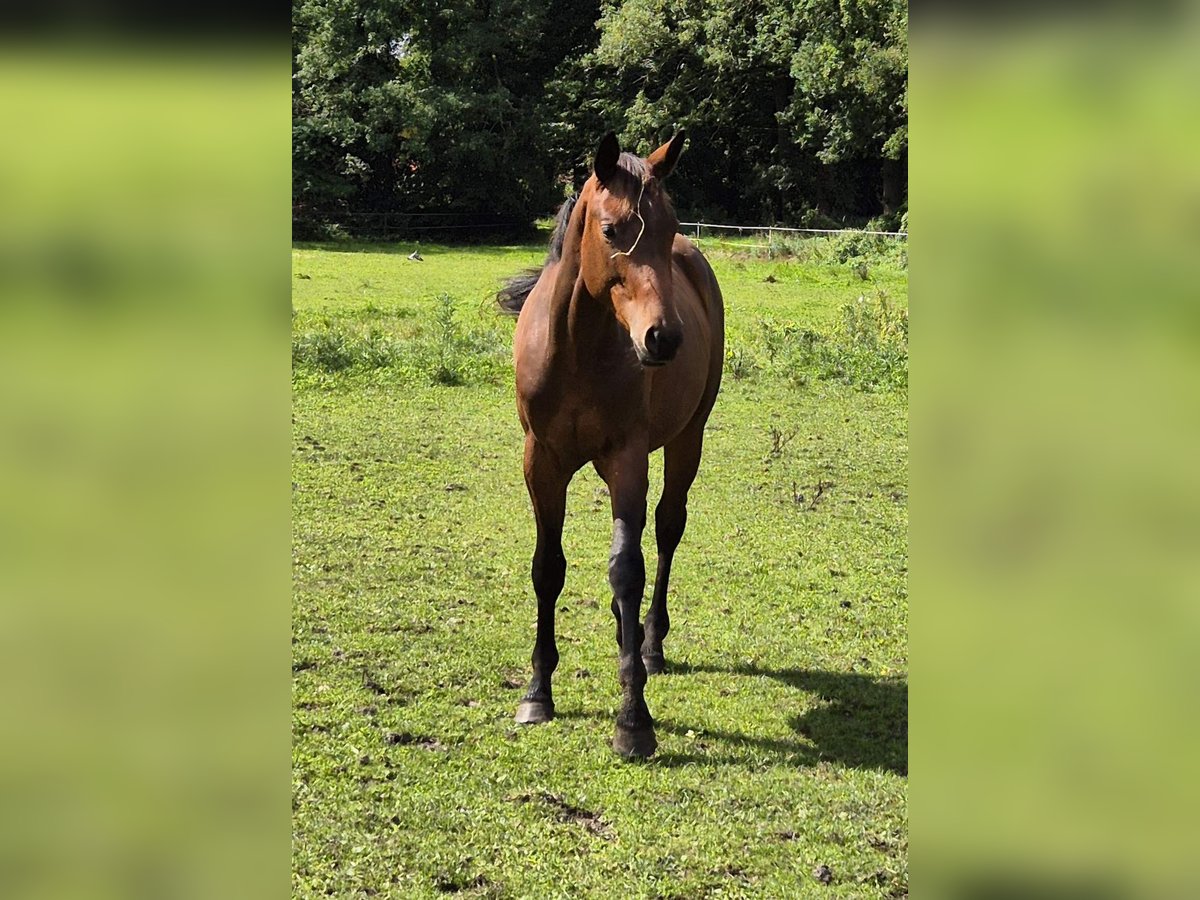 Trakehner Stallone 2 Anni 155 cm Baio in L&#xF6;ningen