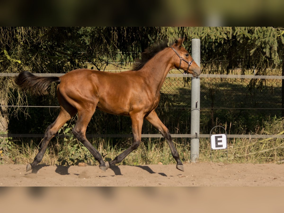 Trakehner Stallone 2 Anni 165 cm Baio in Wandlitz