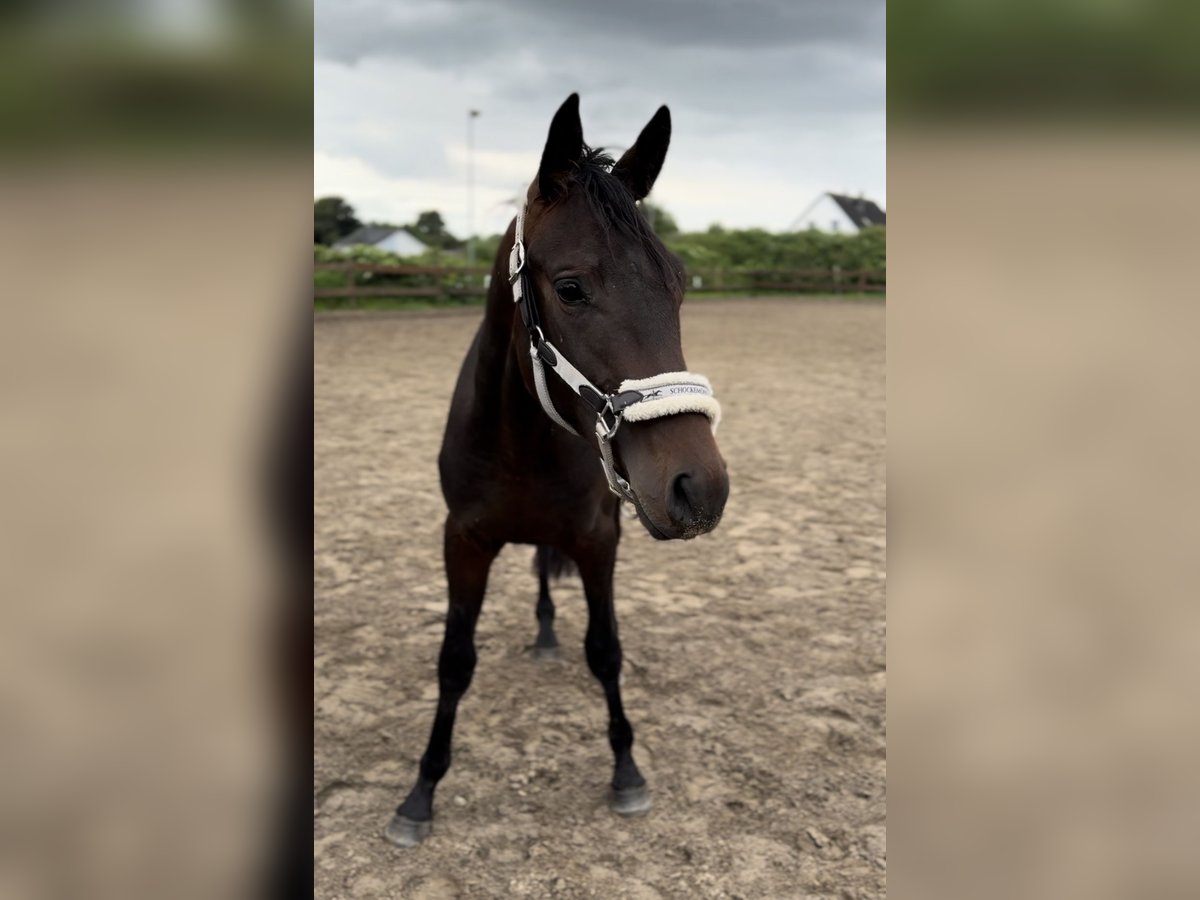 Trakehner Stallone 2 Anni 166 cm Baio in Blekendorf