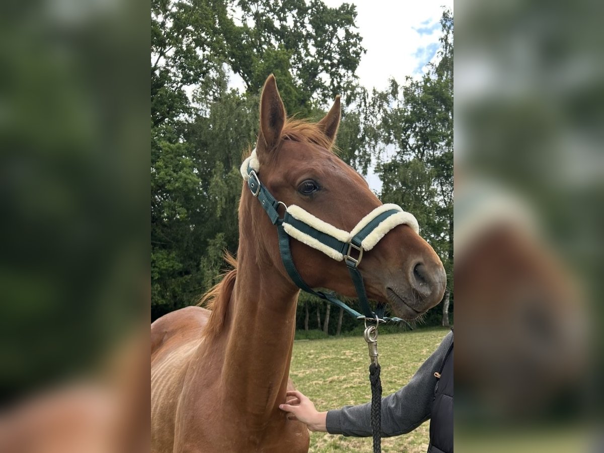 Trakehner Stallone 2 Anni 170 cm Sauro in Landshut
