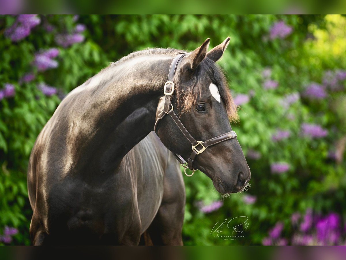 Trakehner Stallone 3 Anni 167 cm Morello in Wenningstedt