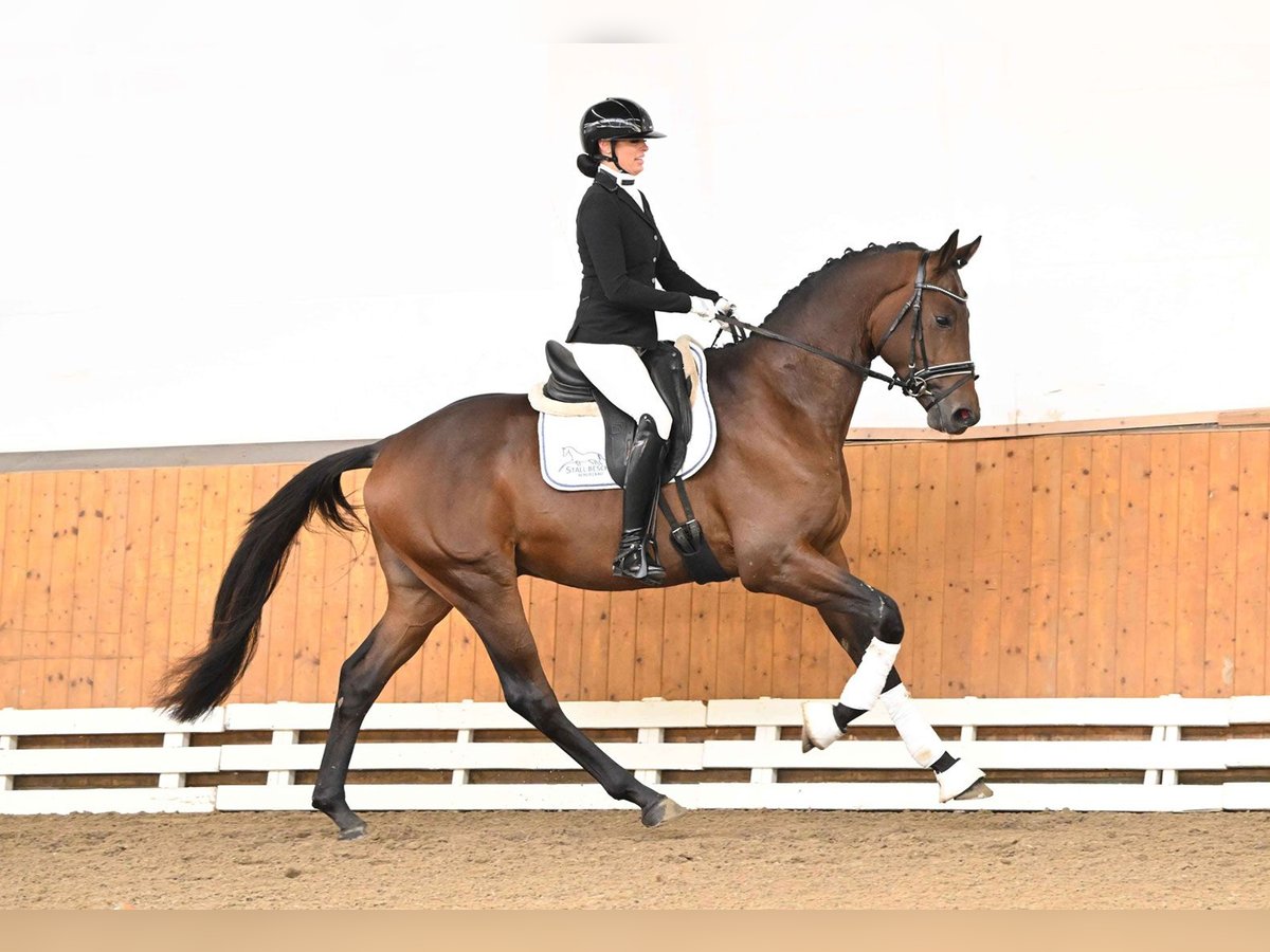 Trakehner Stallone 3 Anni 172 cm Baio in Neumünster