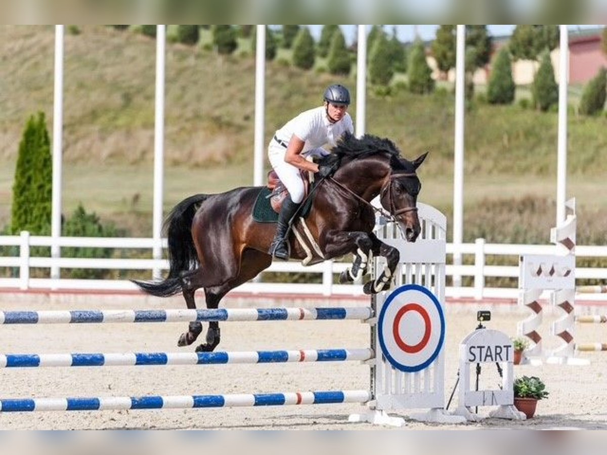 Trakehner Stallone 7 Anni 170 cm Baio scuro in Paupis, Sk Mustangas