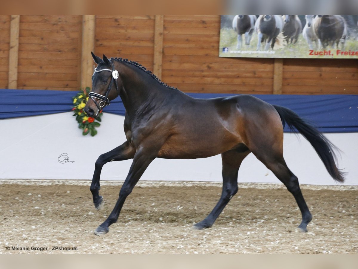Trakehner Stallone Baio scuro in Walsrode