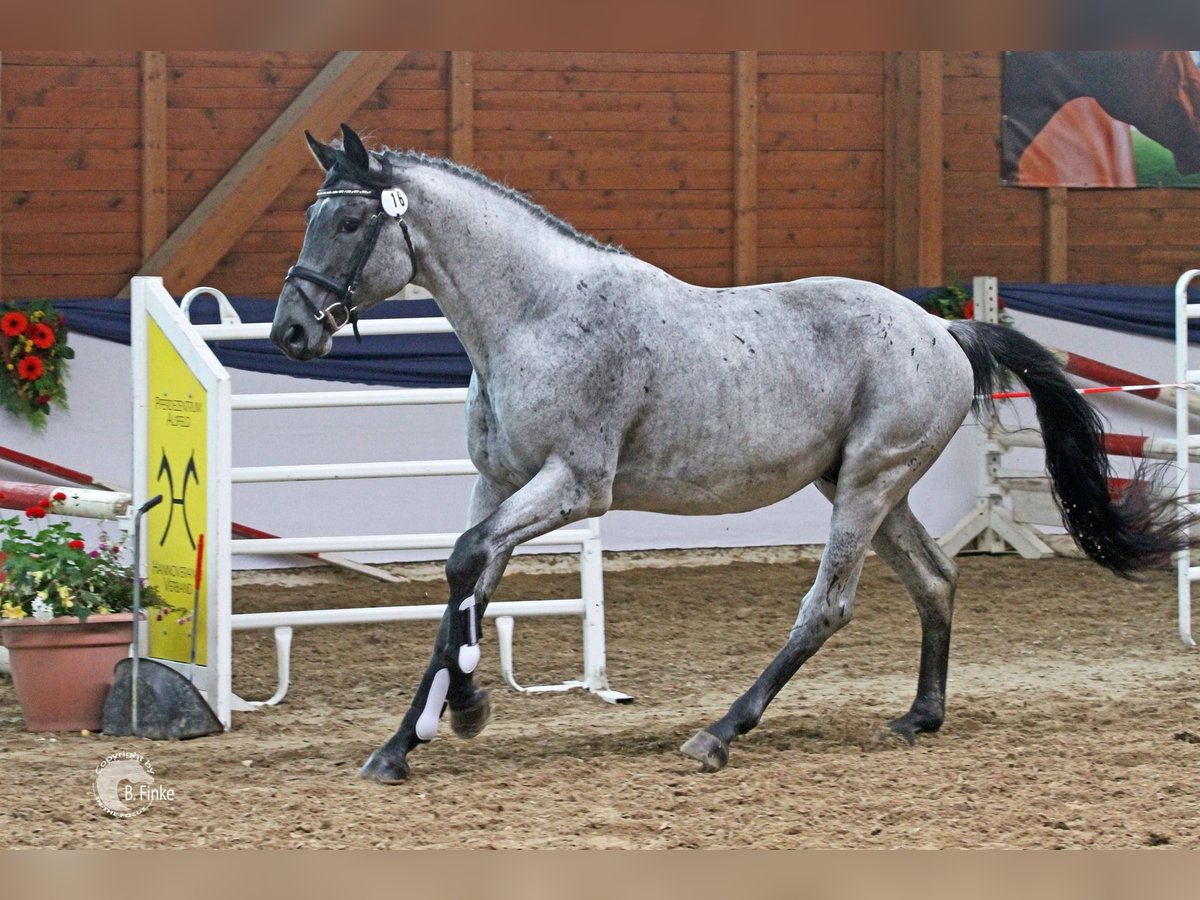 Trakehner Stallone in Beaumont pied-de-boeuf