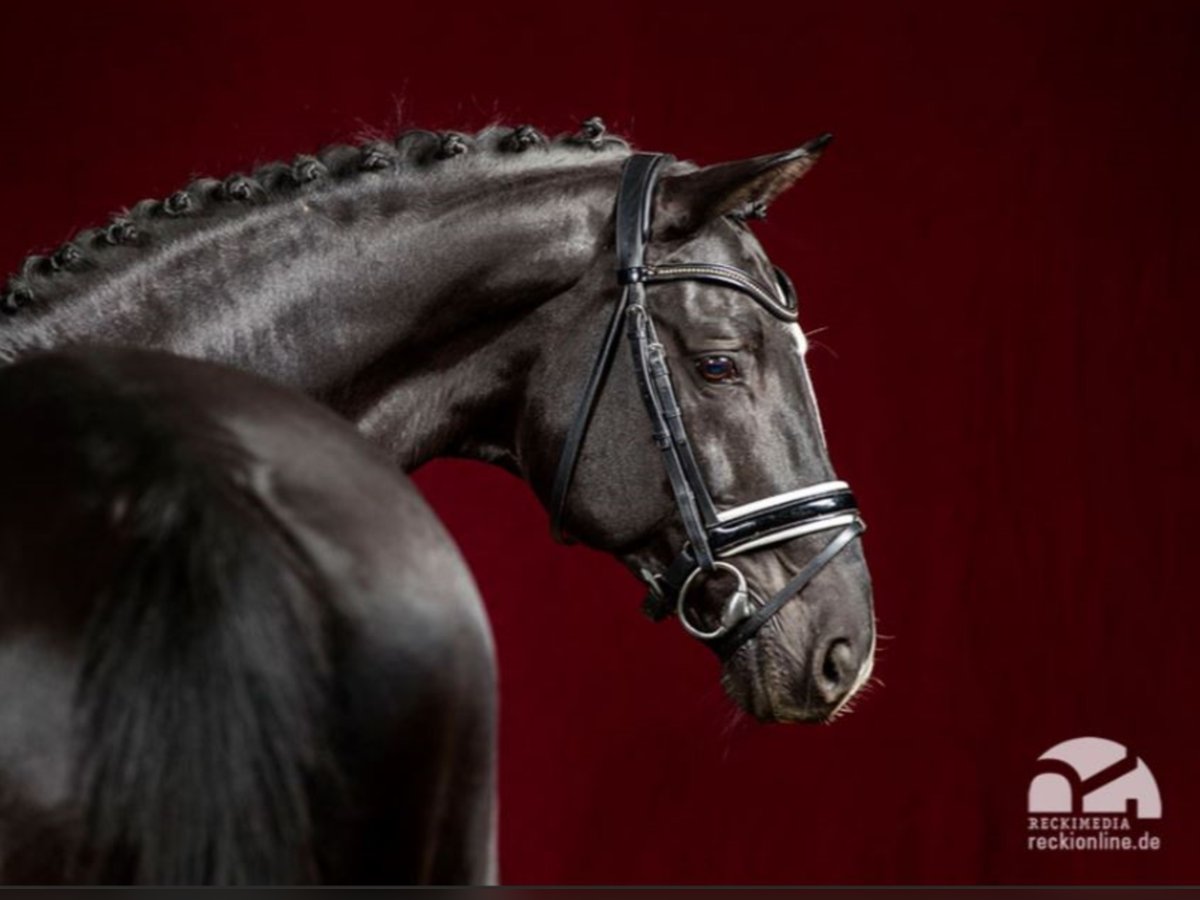 Trakehner Stallone in Marl