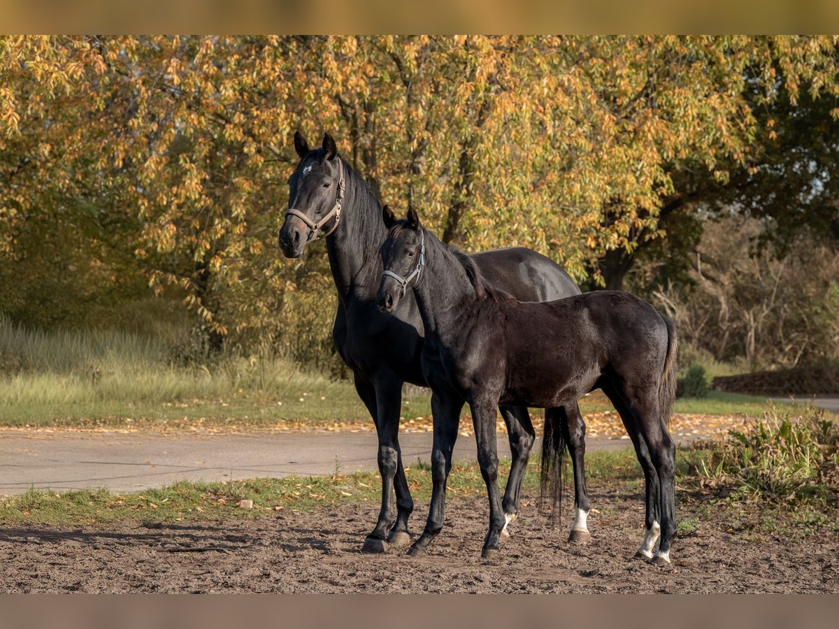 Trakehner Stallone Puledri (05/2025) 165 cm Baio nero in Bernau