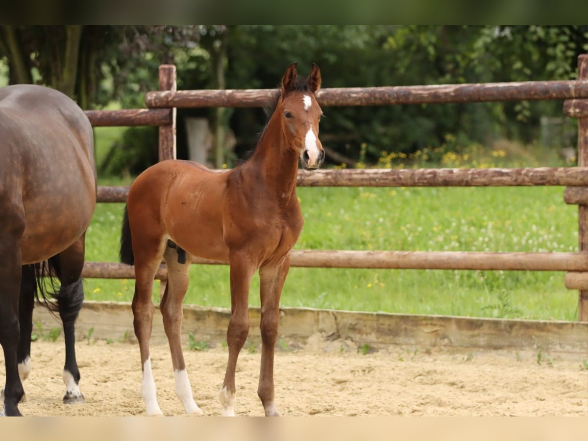 Trakehner Stallone  168 cm Baio in Zülpich