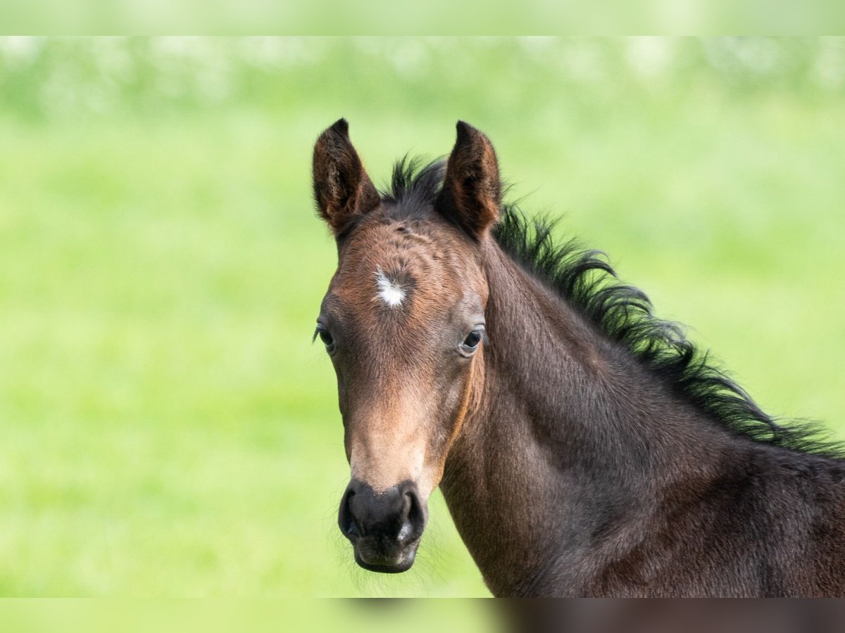 Trakehner Stallone Puledri
 (04/2024) 170 cm Baio in Dietersheim