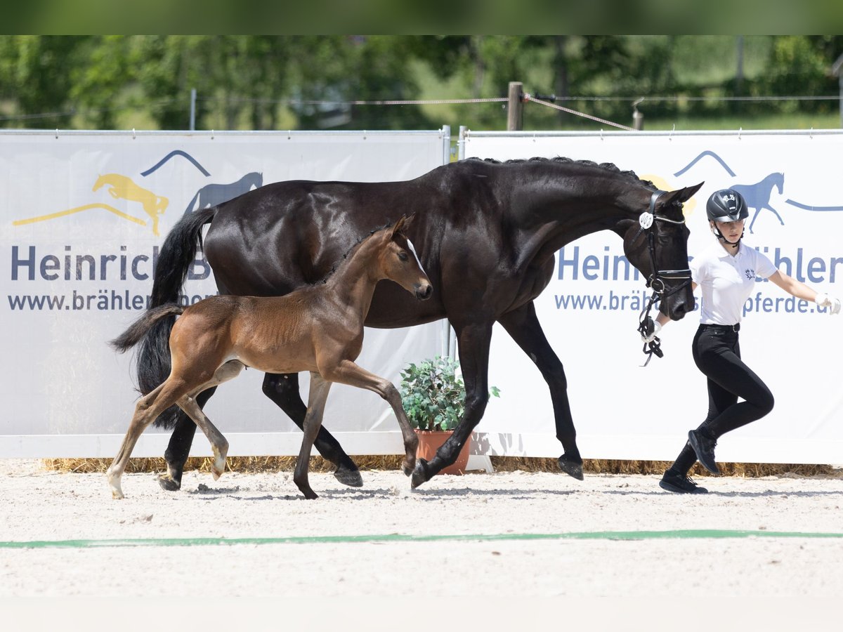 Trakehner Stallone  Baio nero in Herbstein