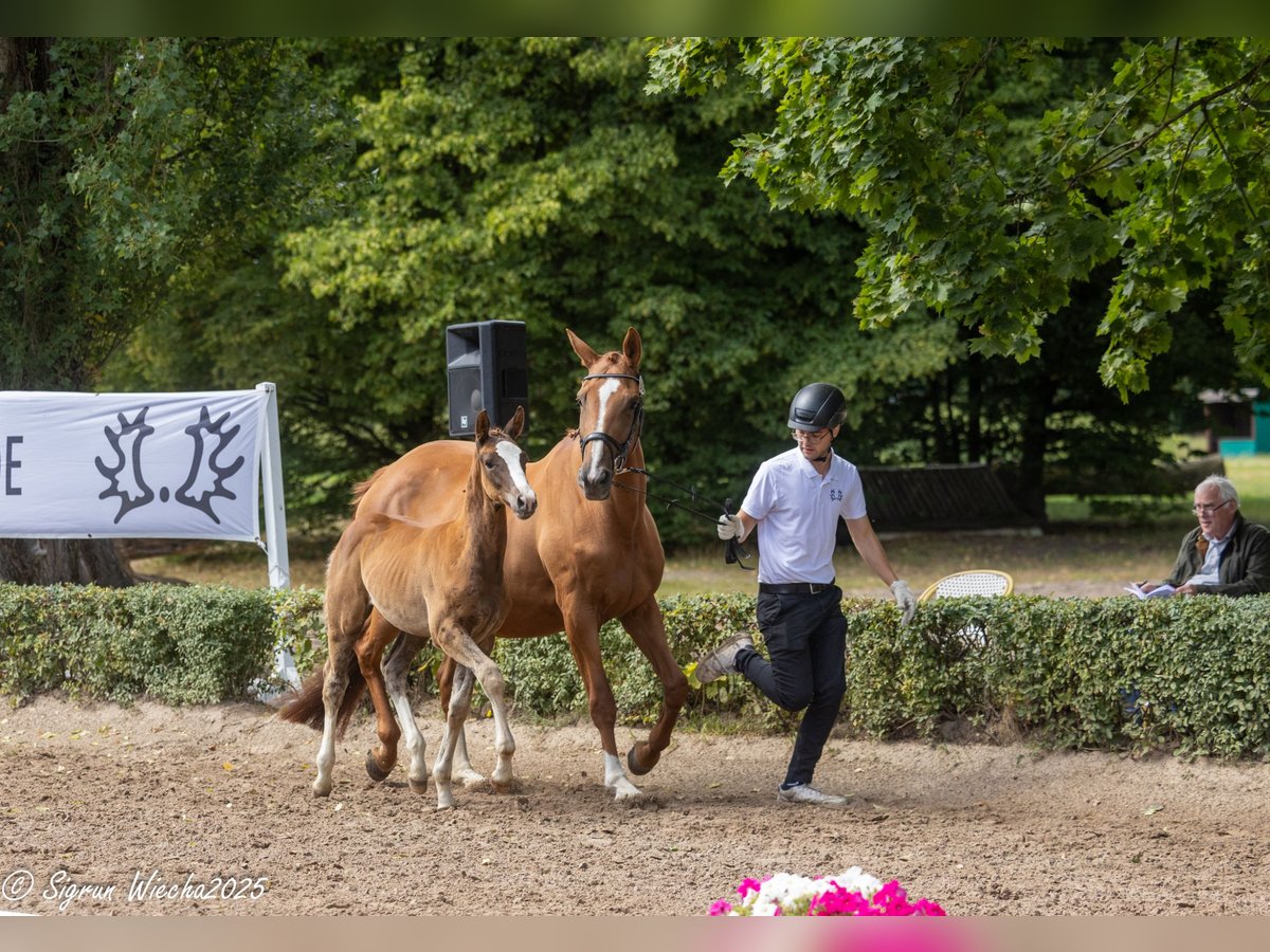 Trakehner Stallone Puledri (05/2025) Sauro in Kneitlingen