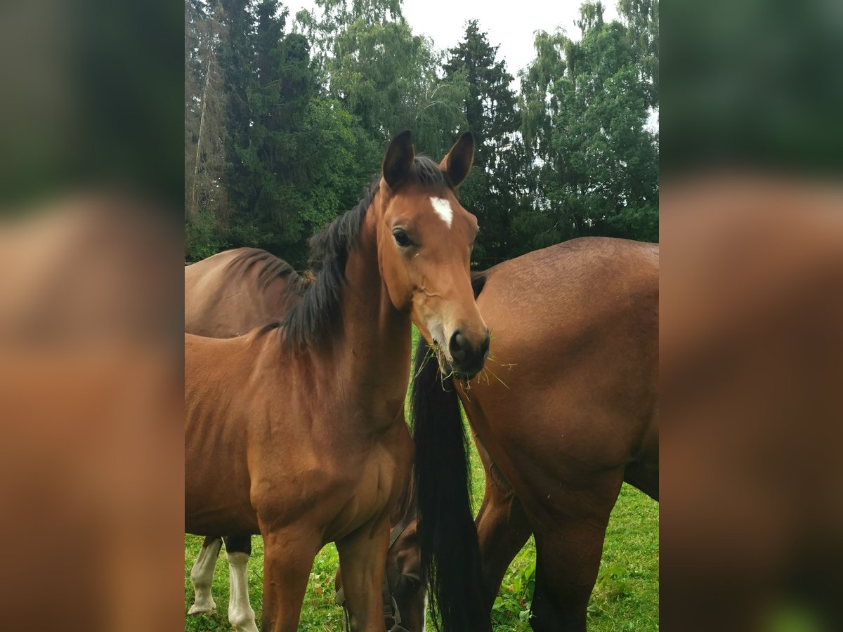 Trakehner Stallone Puledri (03/2025) Sauro scuro in Burgkirchen an der Alz