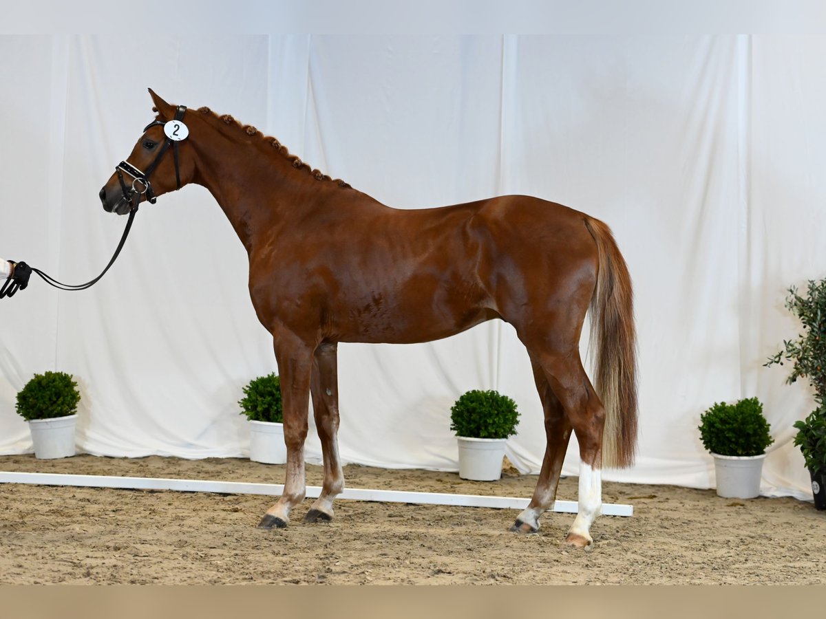 Trakehner Stallone Sauro in Bad Oldesloe