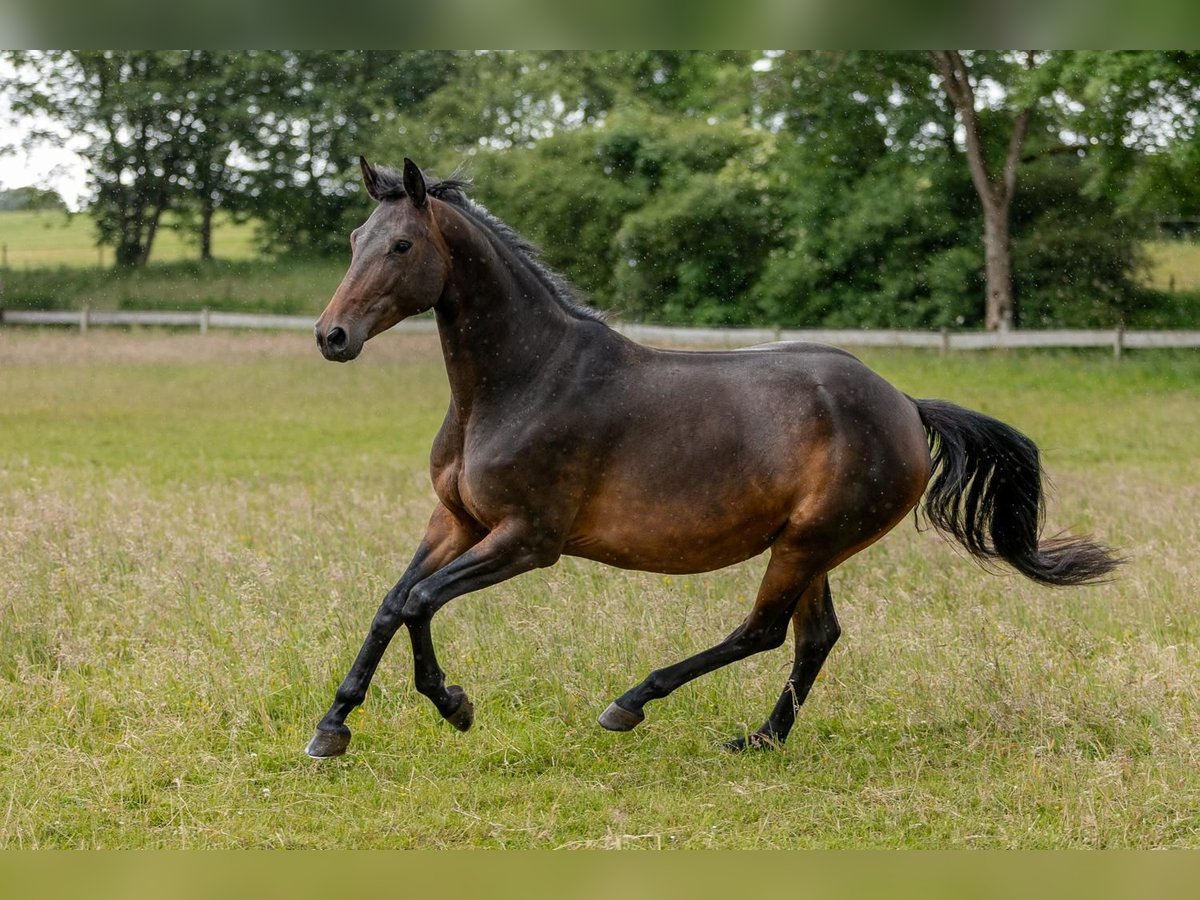 Trakehner Stute 10 Jahre Brauner in Mirbach