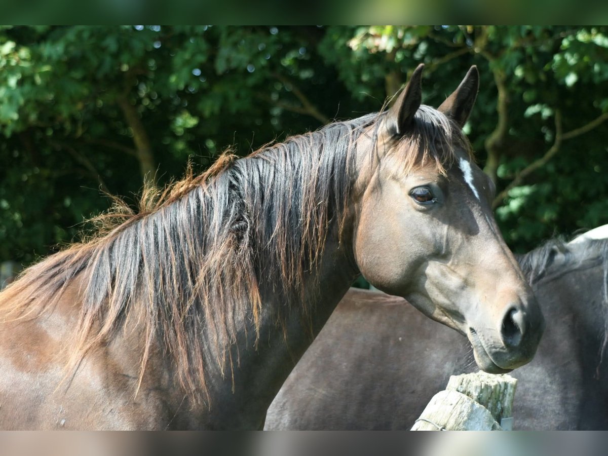 Trakehner Stute 10 Jahre Dunkelbrauner in Crivitz