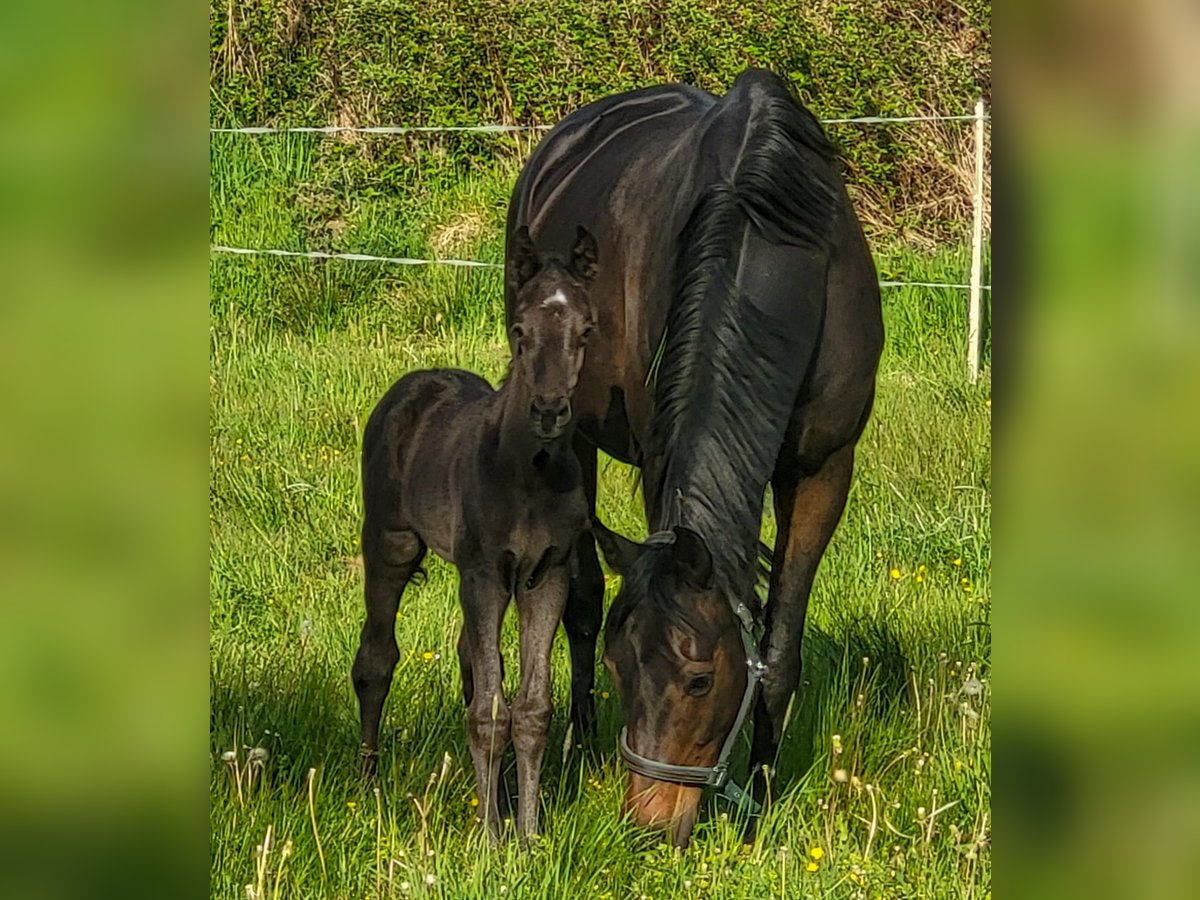 Trakehner Stute 12 Jahre 170 cm Schwarzbrauner in Bad Laasphe