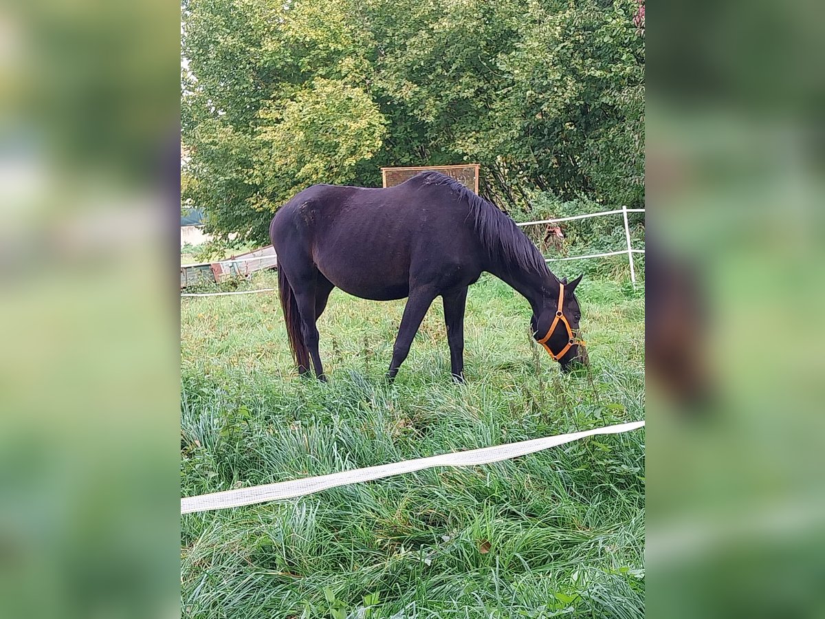 Trakehner Stute 13 Jahre 160 cm Dunkelbrauner in Eppingen