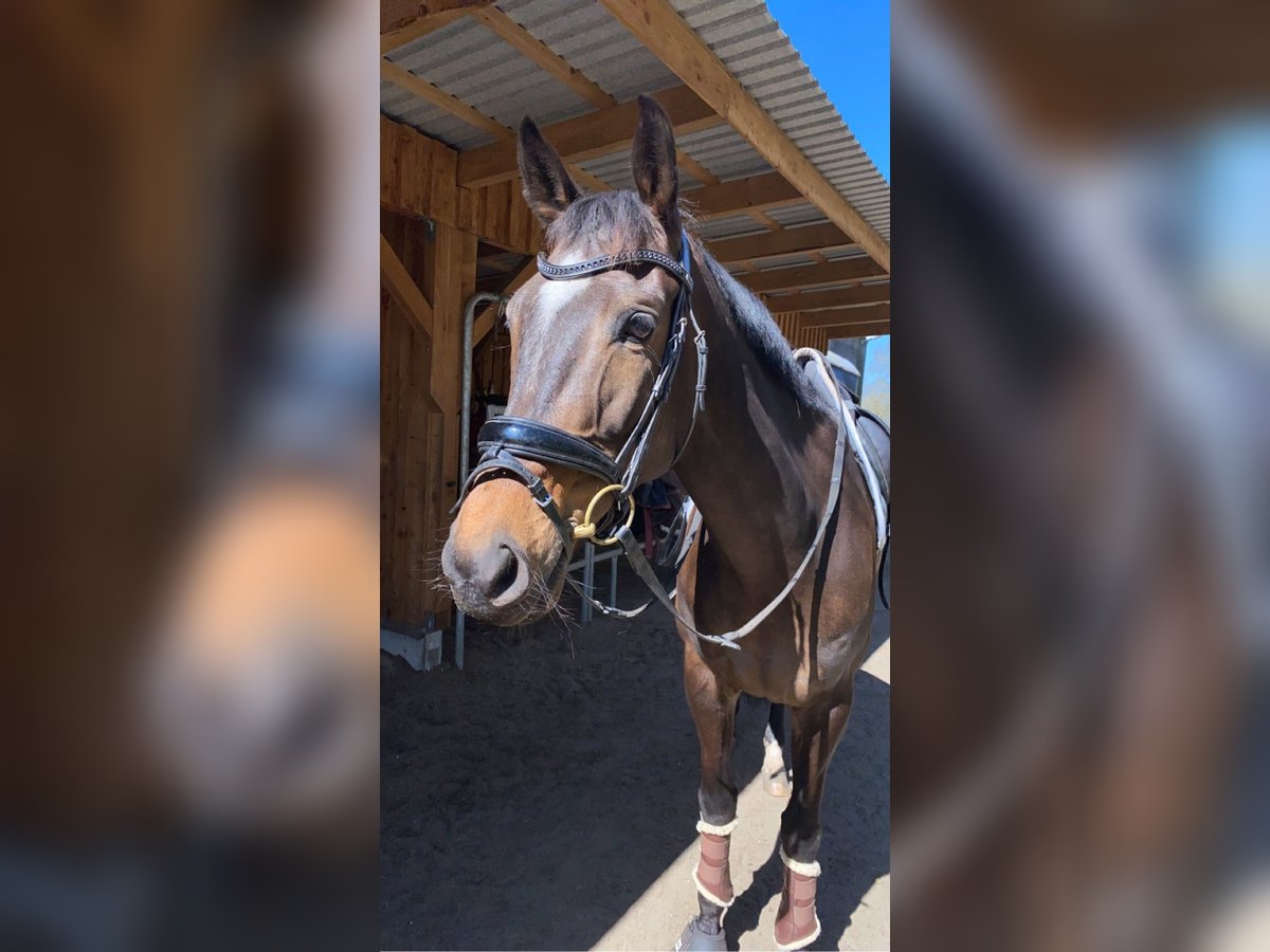 Trakehner Stute 13 Jahre 163 cm Dunkelbrauner in Harrislee