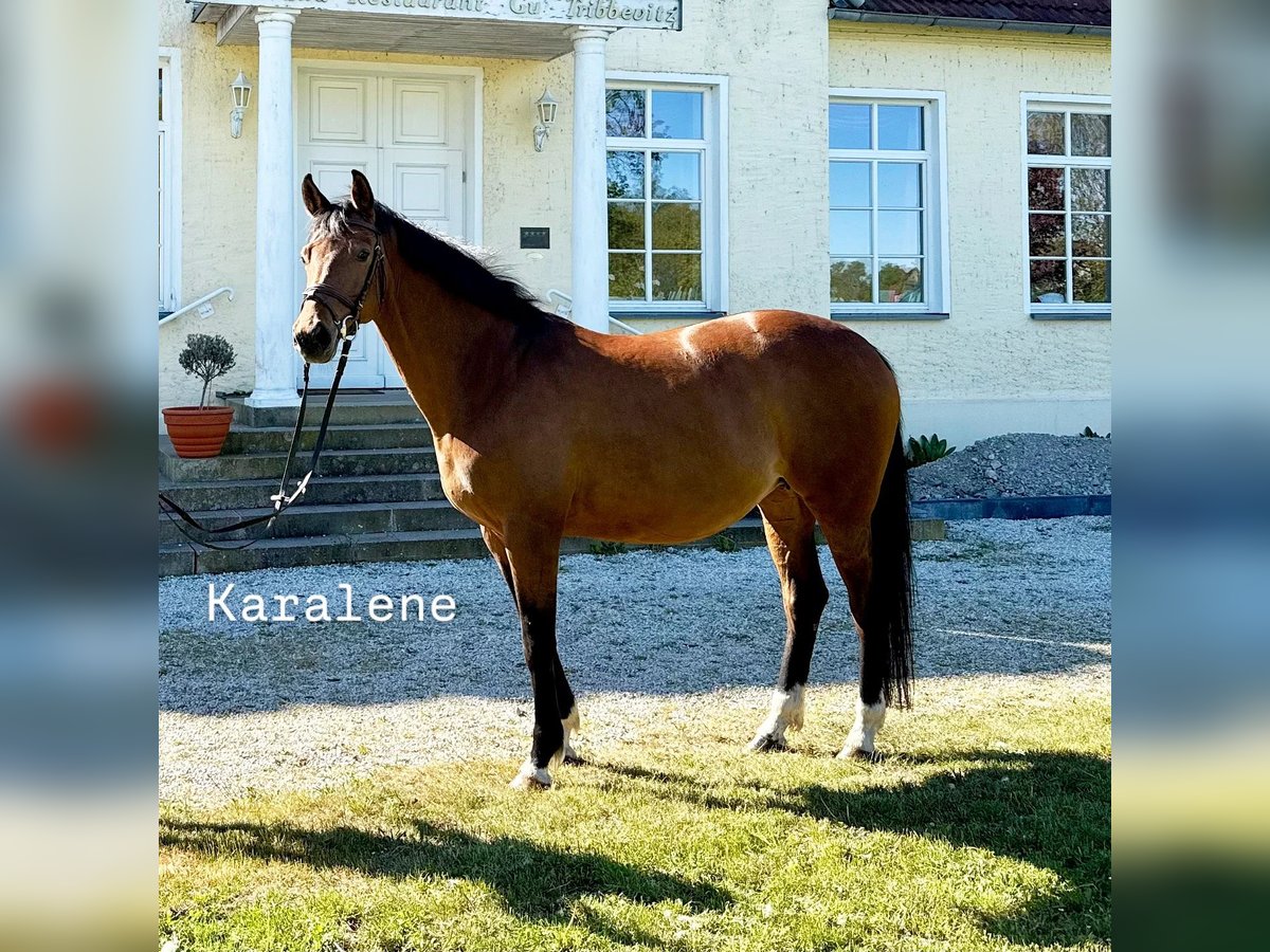 Trakehner Stute 13 Jahre 163 cm Hellbrauner in Neuenkirchen auf Rügen Trakehner Stute 13 Jahre 163 cm Hellbrauner in Neuenkirchen auf Rügen