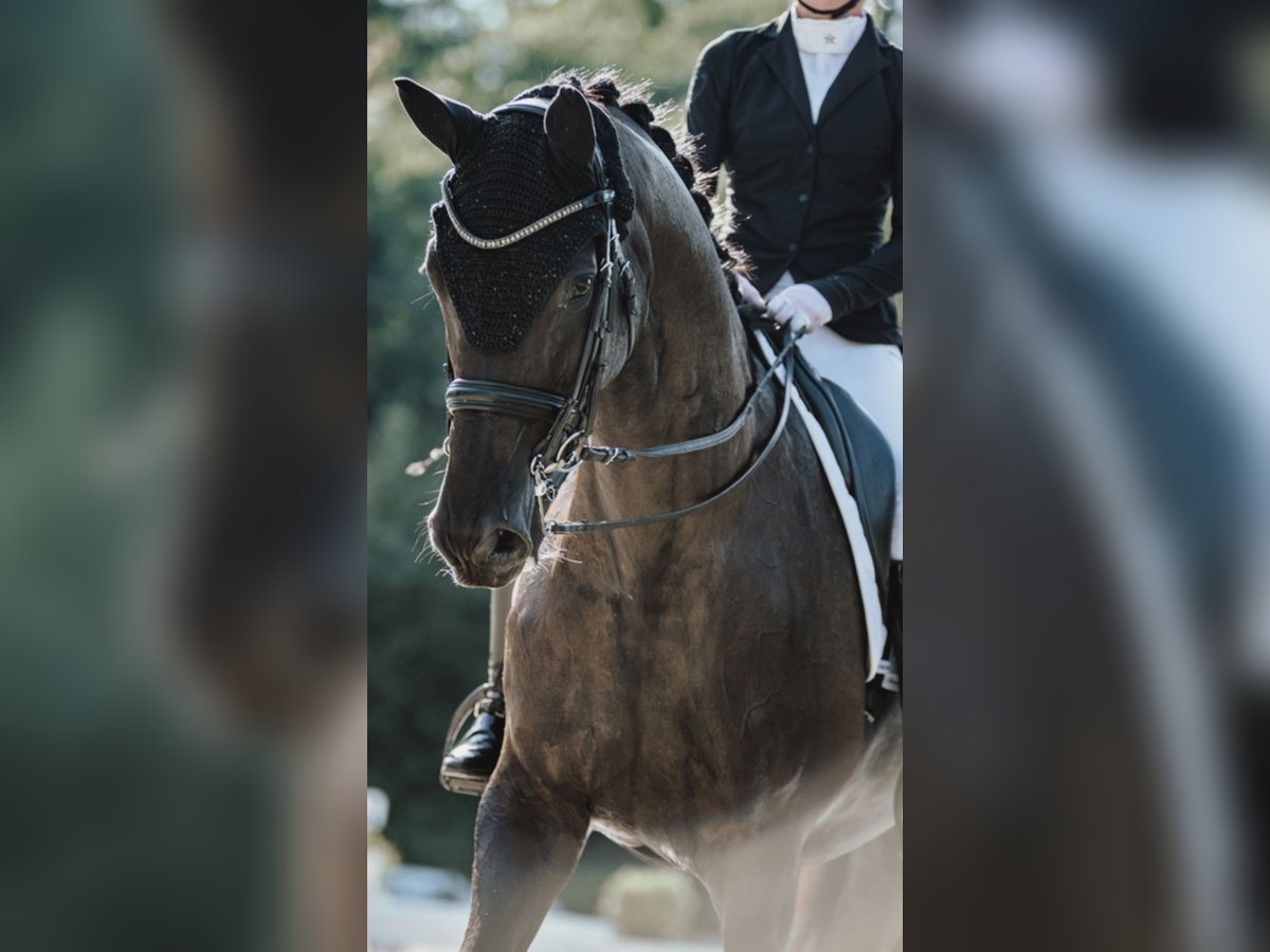 Trakehner Stute 13 Jahre 175 cm Rappe in Haßloch Trakehner Stute 13 Jahre 175 cm Rappe in Haßloch