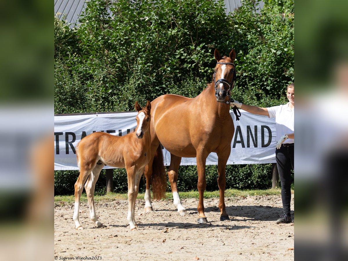 Trakehner Stute 14 Jahre 164 cm Fuchs in Kremmen Trakehner Stute 14 Jahre 164 cm Fuchs in Kremmen