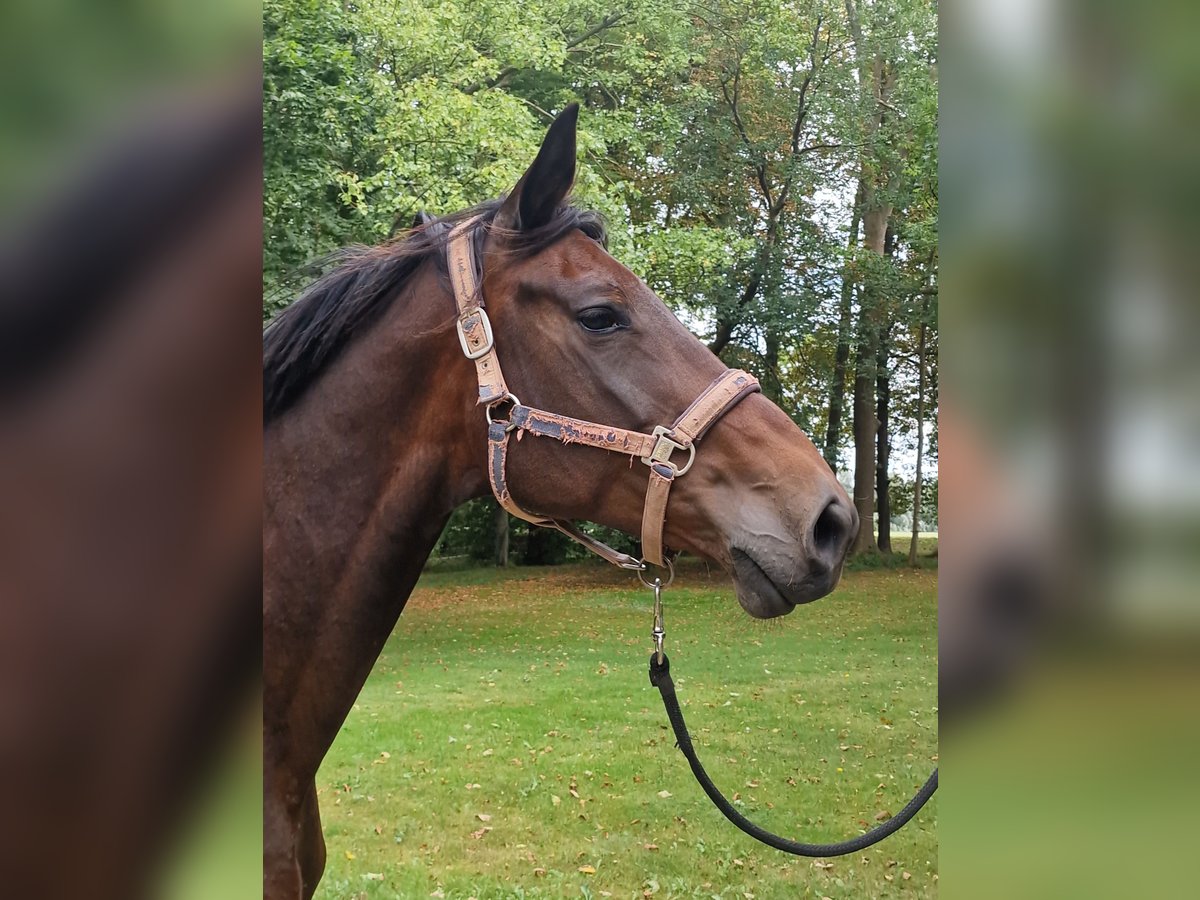 Trakehner Stute 15 Jahre 167 cm Dunkelbrauner in Bosau